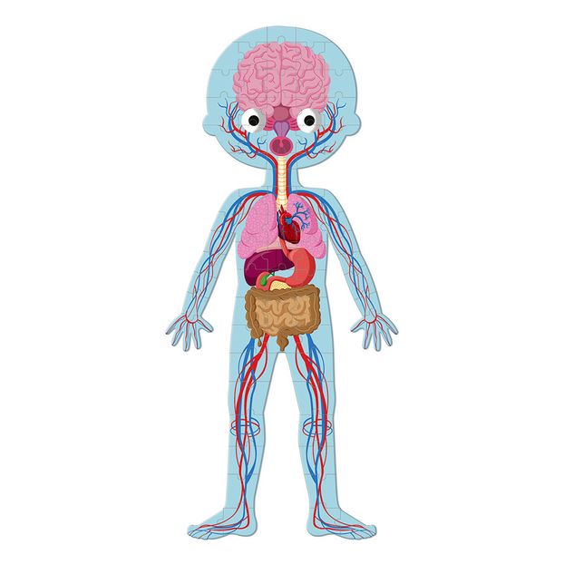 Human Body Educational Puzzle - Set of 3-product