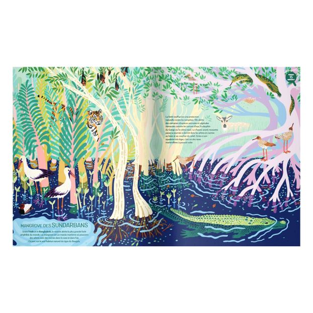 Jungles Album - M. Navarro & M. Cassany-product