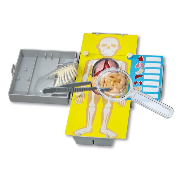 Anatomie du thorax humain-product