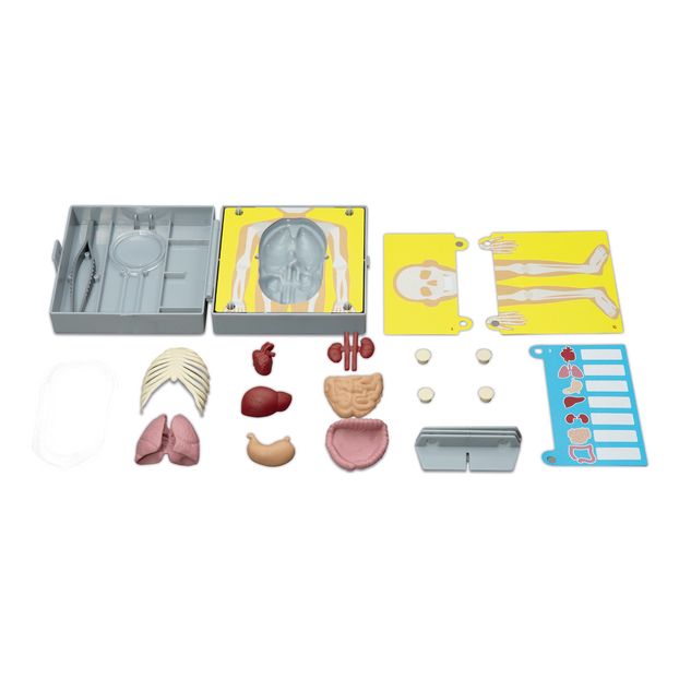 Human Anatomy Activity Kit-product