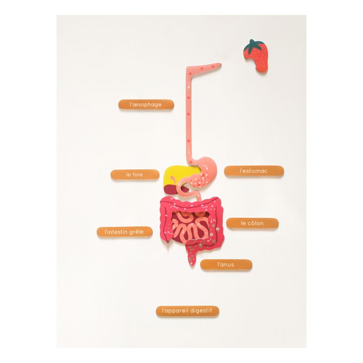 Fabrikanatomie Magnets- Product image n°7