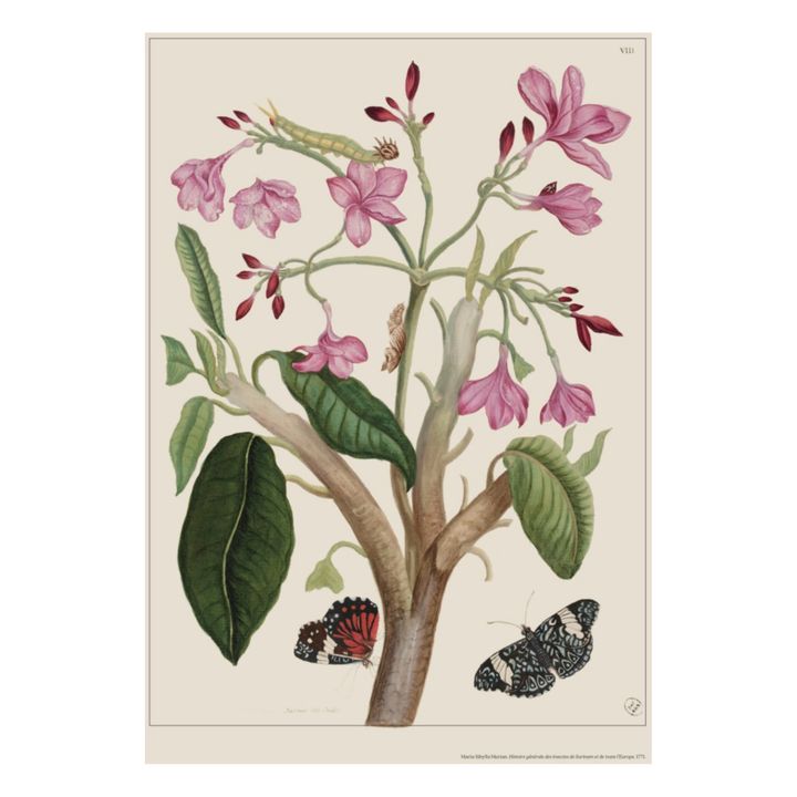 Indian Jasmine Poster - Merian- Imagen del producto n°2