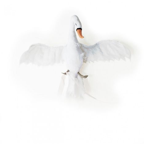 Cygne - Blanc-product