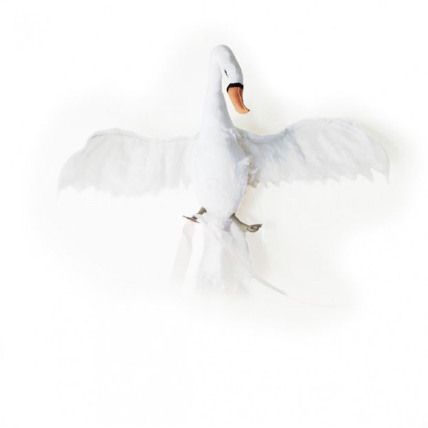 Cygne - Blanc-product