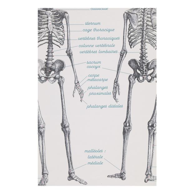 Anatomy Learning Board 70x90cm-product