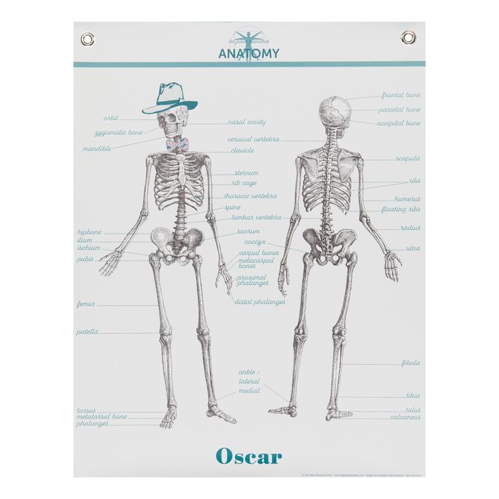 Lámina de Anatomía 70x90 cm - English- Imagen del producto n°0