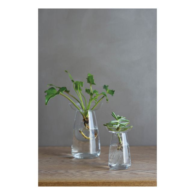 Aquaculture Glass Vase | Transparent