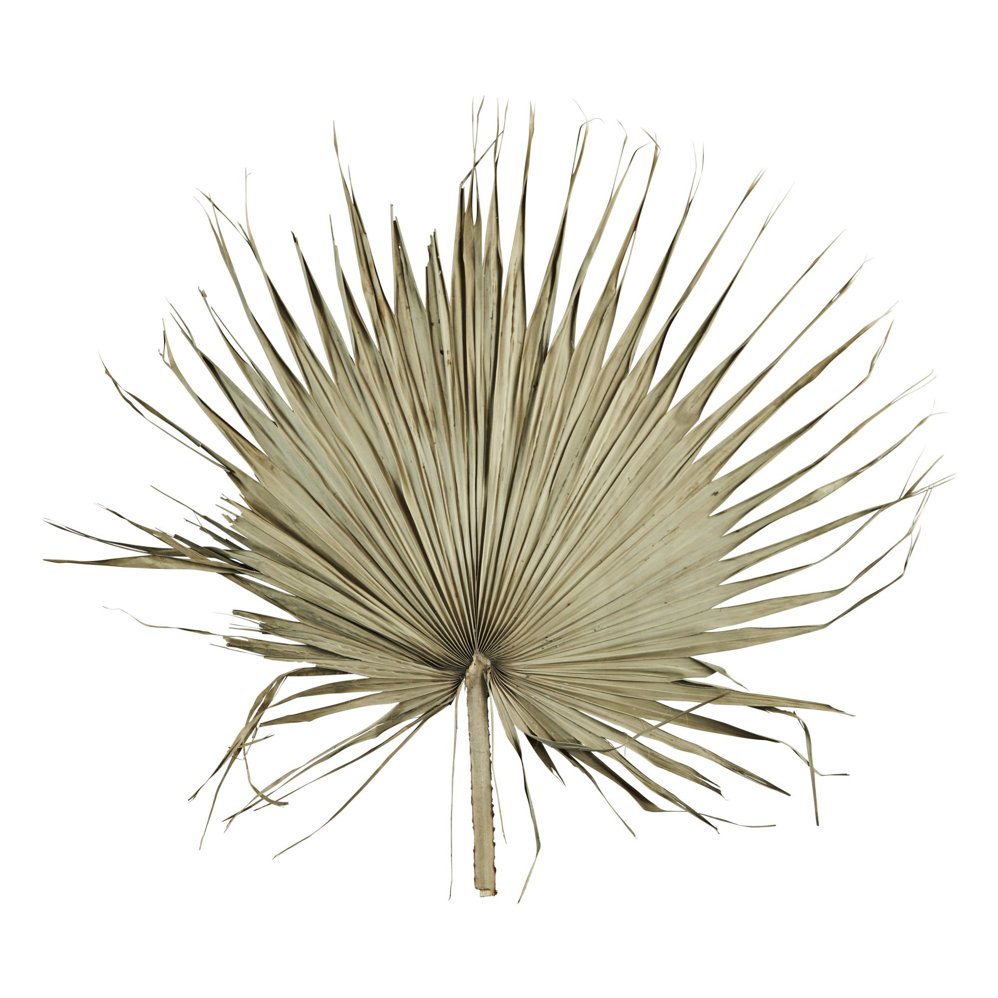 Madam Stoltz - Feuille de palmier séchée - Naturel