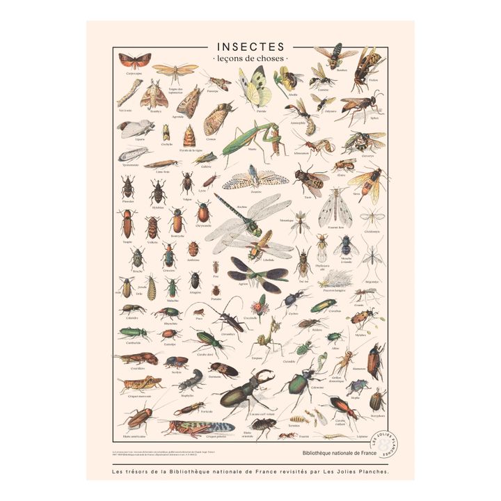 Tablero insectos 50x70 cm- Imagen del producto n°0