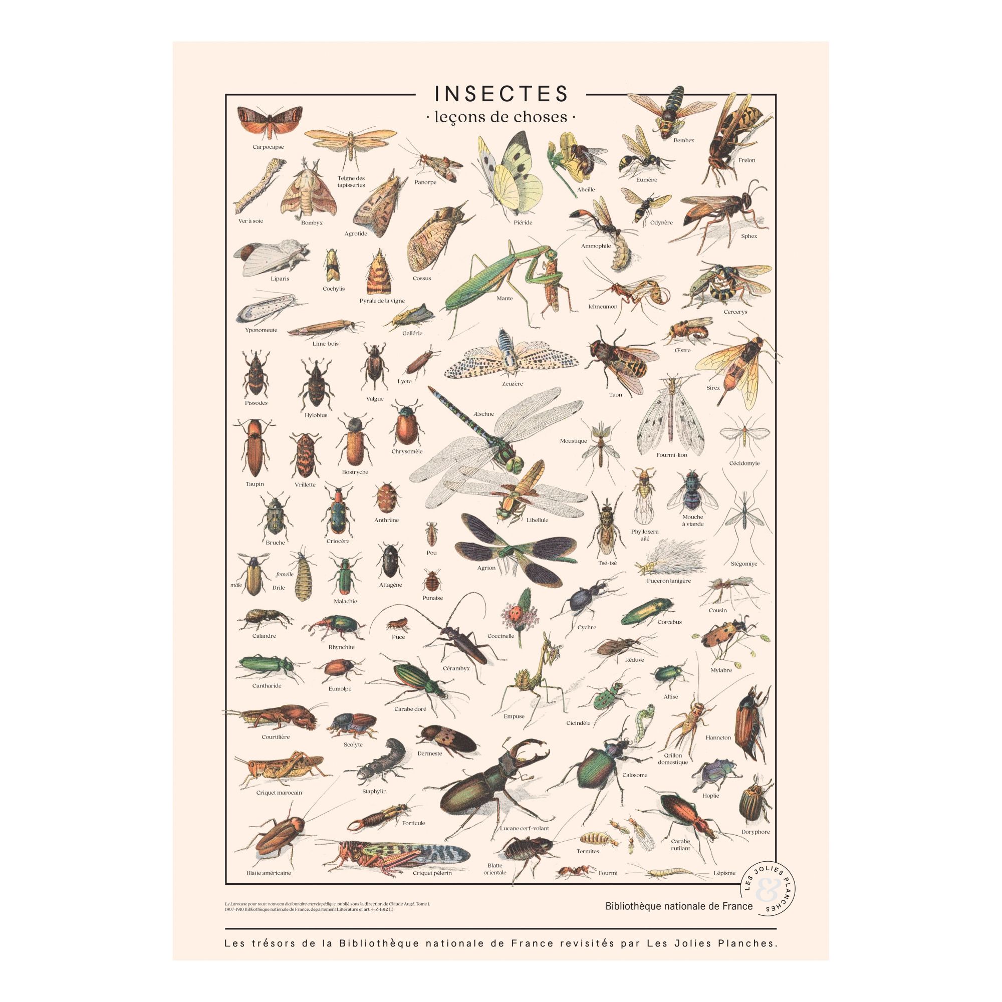Les Jolies Planches - Planche Insectes 50x70 cm - Multicolore