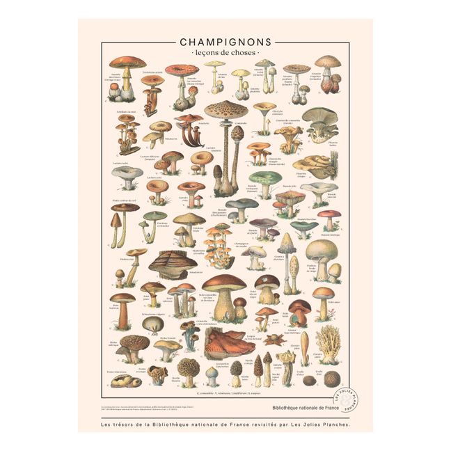 Stampa Funghi 50x70 cm