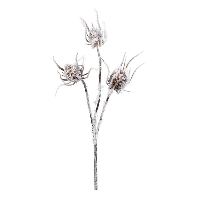 Snow Covered Thistle Stem | White