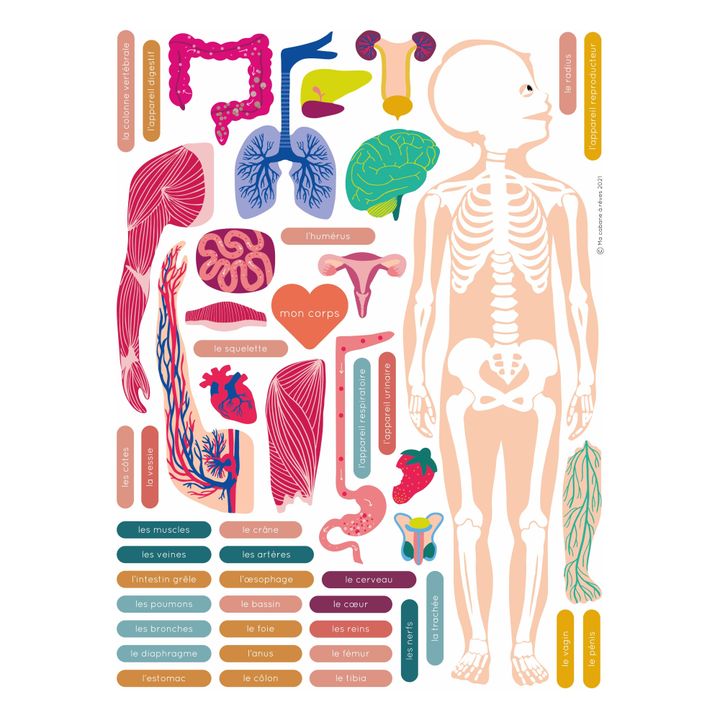 Ma Cabane à rêves - Magnets Anatomie : jeu magnétique éducatif sur le corps  humain