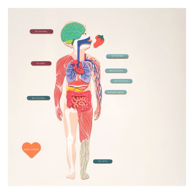 Magnets Anatomie : jeu magnétique éducatif sur le corps humain