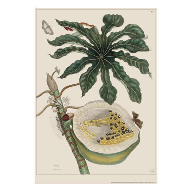 Papaya Poster - Merian