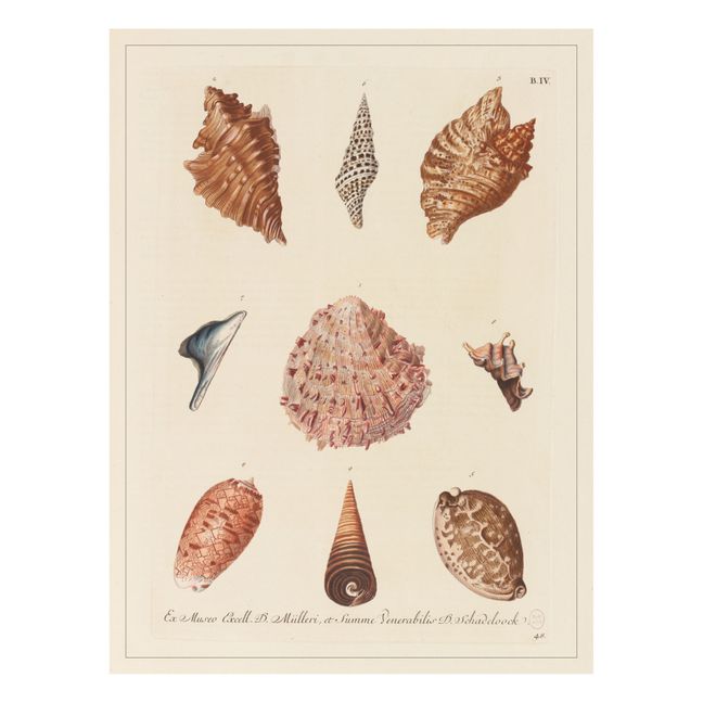 Cabinet of Curiosities Poster - Shells 1