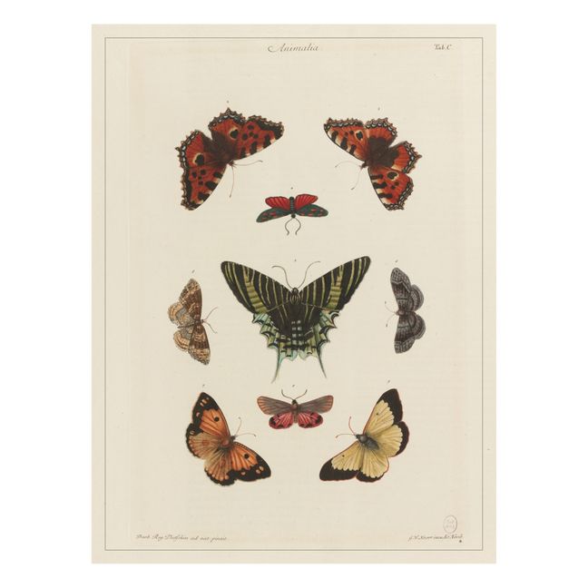 Planche cabinet de curiosités - Papillons 1