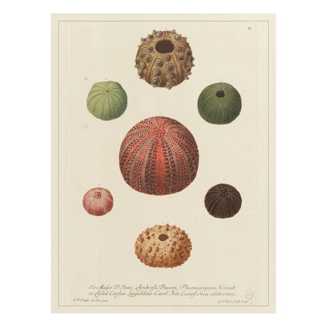 Cabinet of Curiosities Poster - Sea Urchins 1
