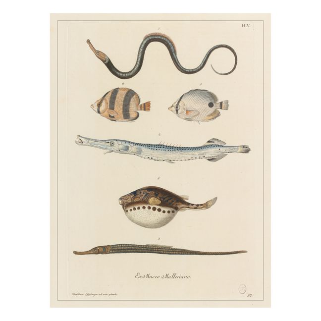 Cabinet of Curiosities Poster - Fish 1