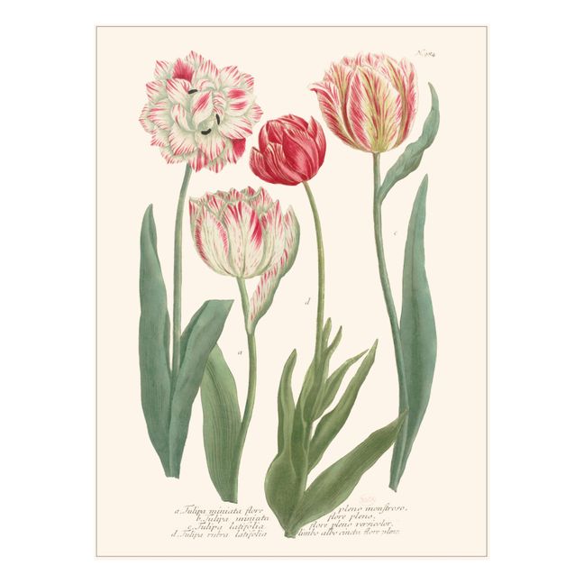 Poster Jardin Tulipes