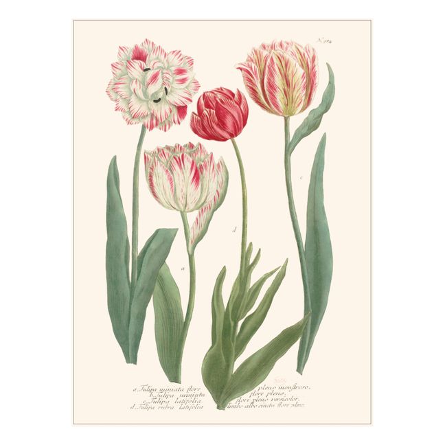 Planche Jardin Tulipes
