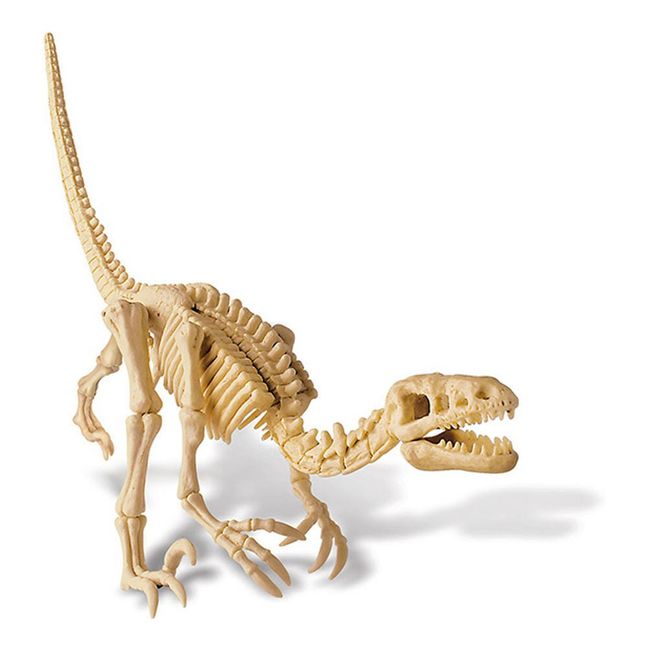 Set von Dinosaurier Ausgrabung Velociraptor