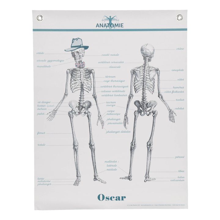 Tabla Anatomía 70x90 cm- Imagen del producto n°0