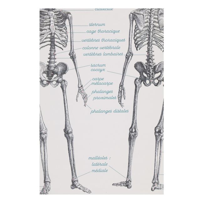 Planche Anatomie 70x90 cm