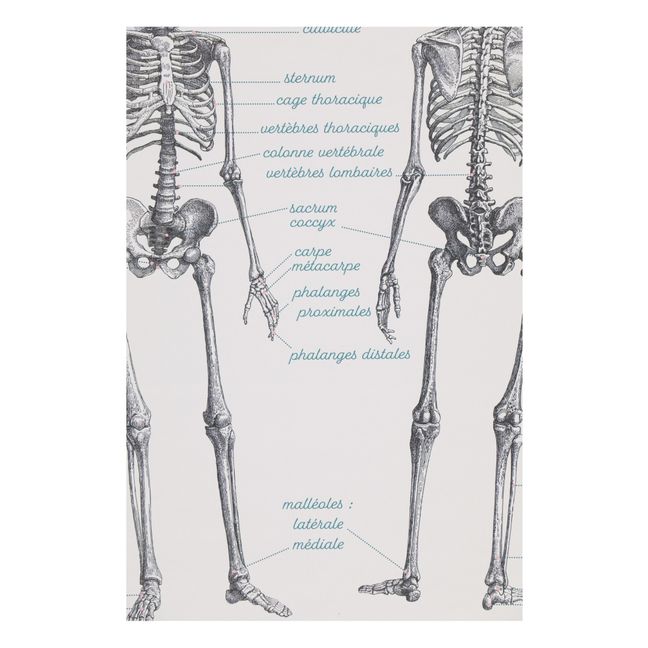 Tabla Anatomía 70x90 cm