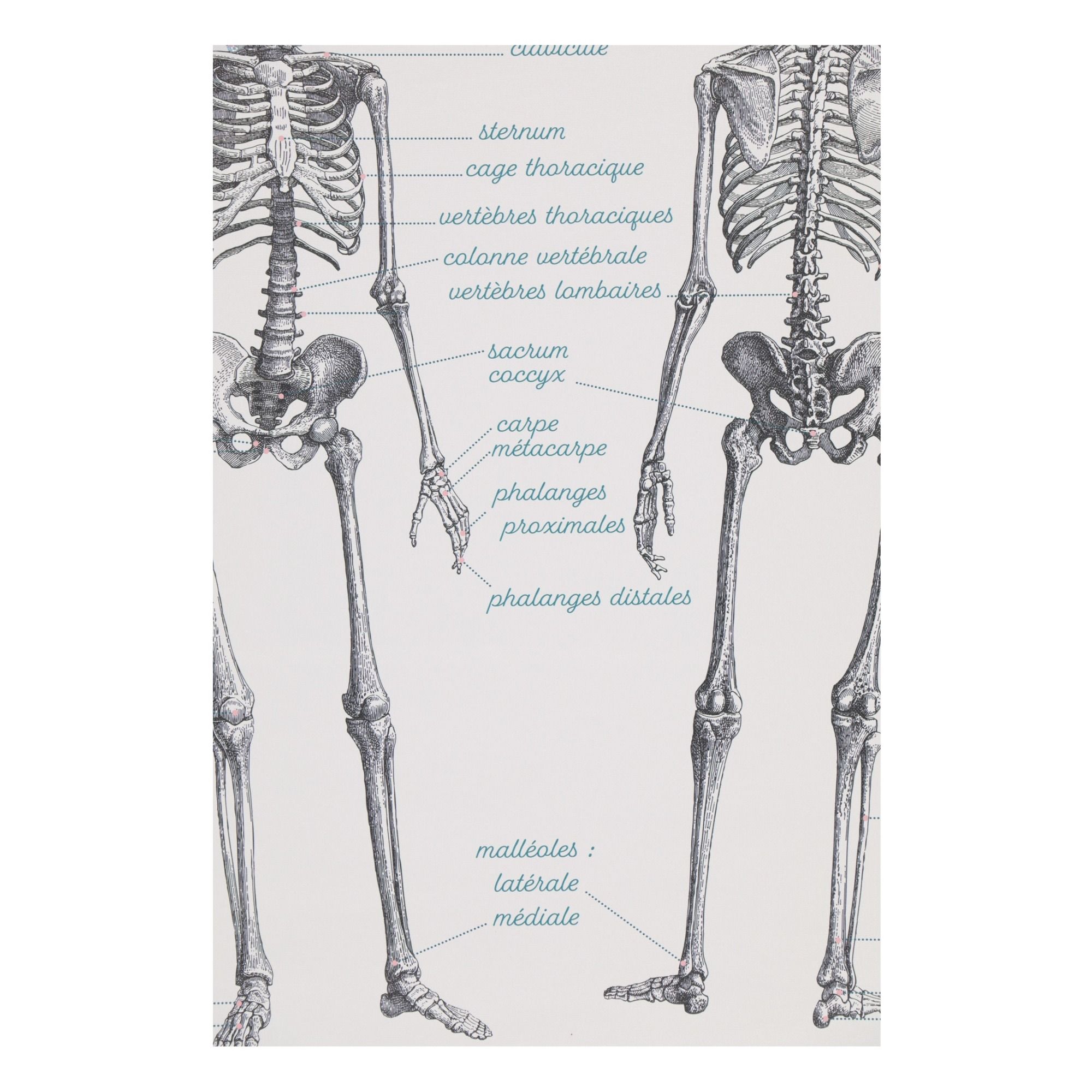 Affiche Anatomie détaillée Les Jolies Planches 50x70 cm – Decoclico