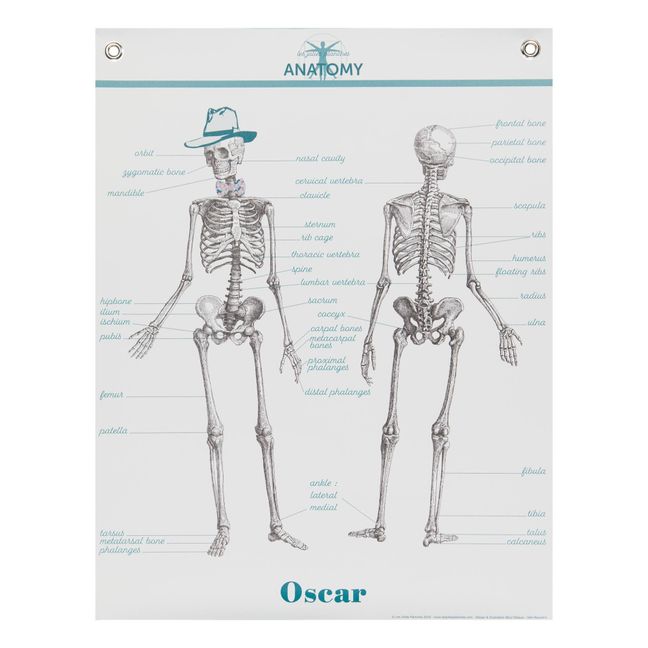 Anatomie Board 70x90 cm - Englisch