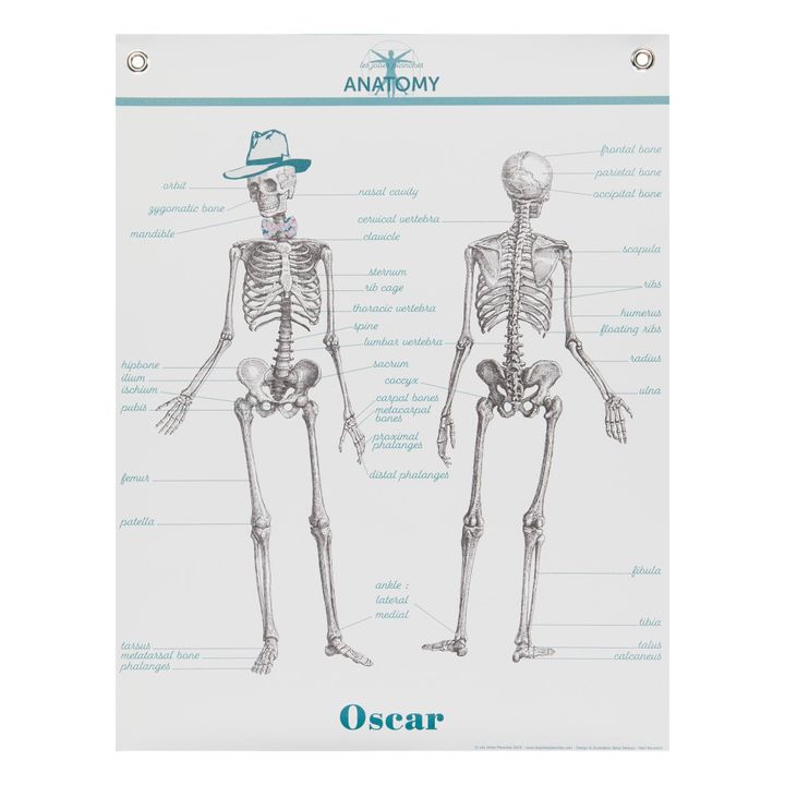 Les Jolies Planches - Poster Anatomia 70x90 cm - English